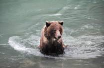 Urso dscansa no rio Chilkat, em Haines, no sudeste do Alaska